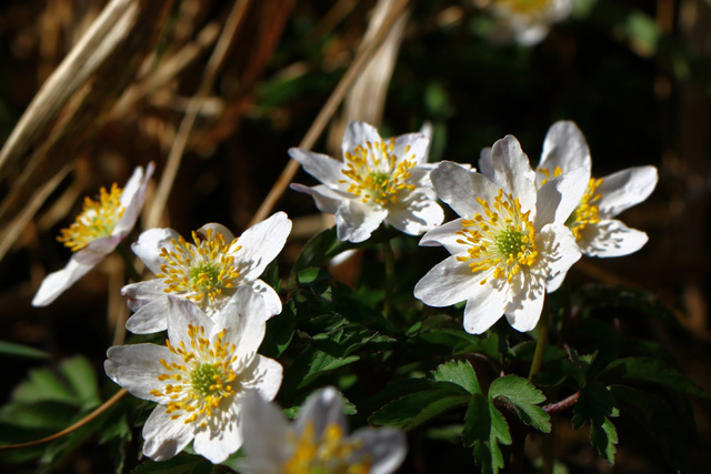 Podlesna vetrnica (Anemone nemorosa)