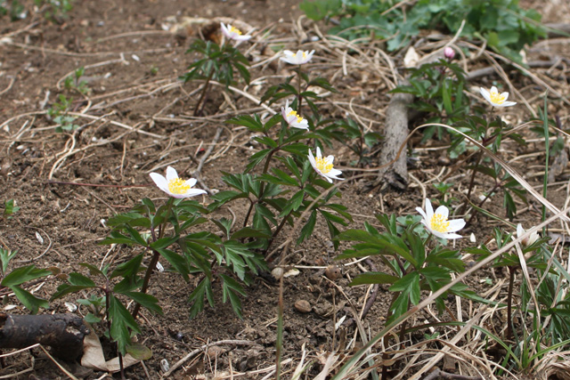 Podlesna vetrnica (Anemone nemorosa)