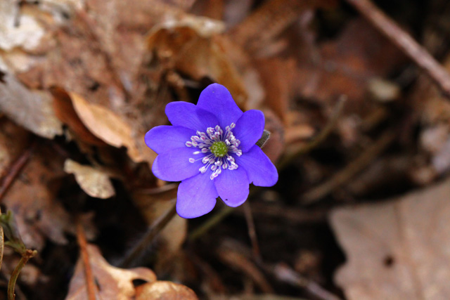 Navadni jetrnik (Hepatica nobilis)