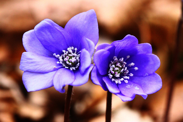 Navadni jetrnik (Hepatica nobilis)