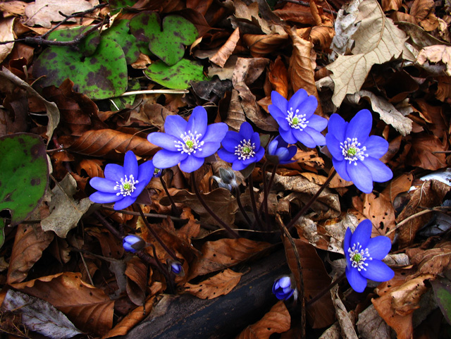 Navadni jetrnik (Hepatica nobilis)
