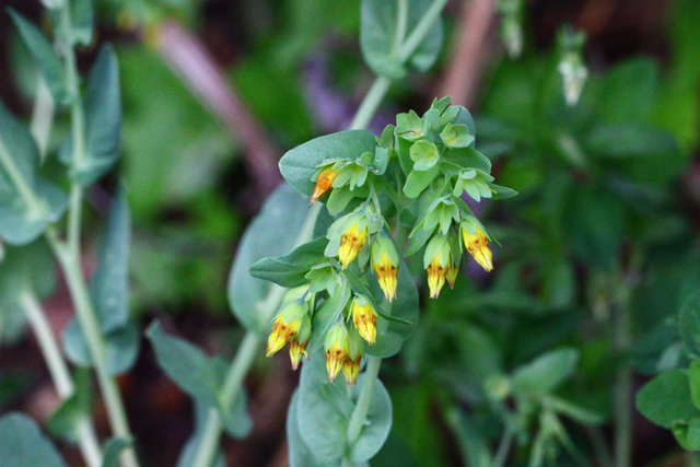 Mala voščica (Cerinthe minor)