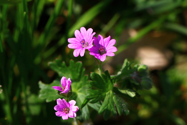 Mehka krvomočnica (Geranium molle)