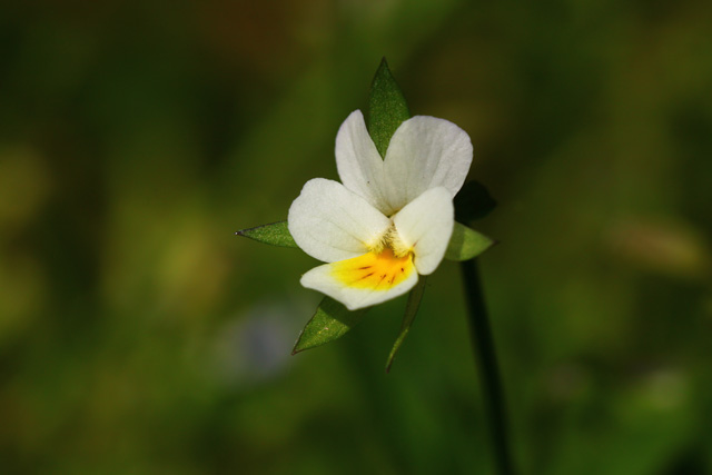 Njivska vijolica (Viola arvensis)