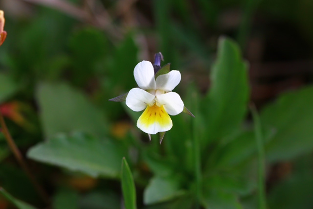 Njivska vijolica (Viola arvensis)