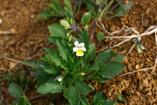 Njivska vijolica (Viola arvensis)