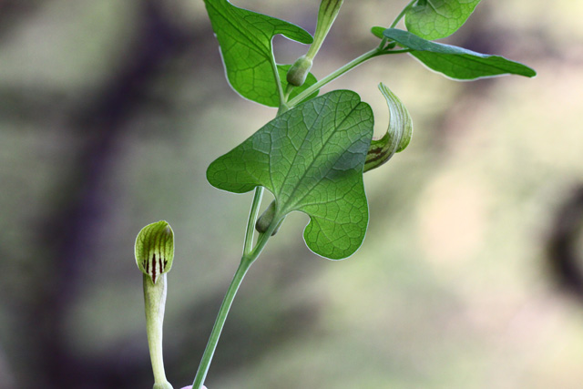 Rumeni podraščec (Aristolochia lutea)