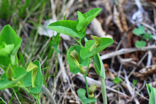 Rumeni podraščec (Aristolochia lutea)