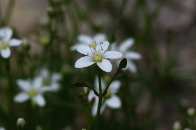 Bavarska popkoresa (Moehringia bavarica)