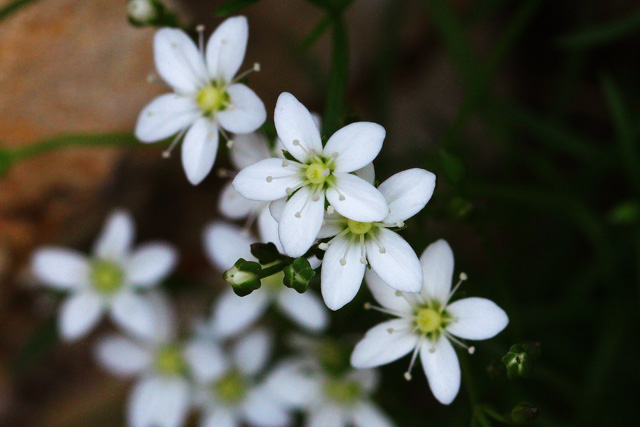 Bavarska popkoresa (Moehringia bavarica)