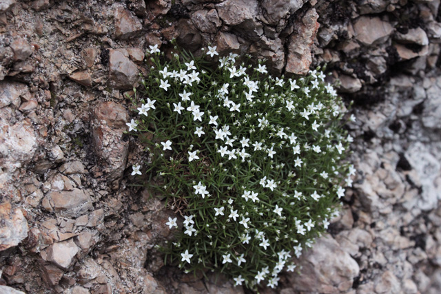 Bavarska popkoresa (Moehringia bavarica)