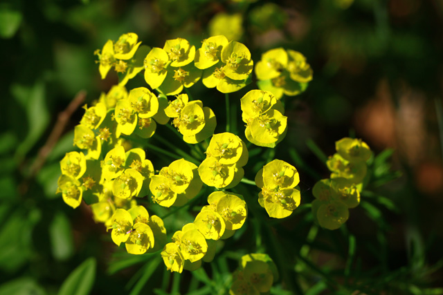 Cipresasti mleček (Euphorbia cyparissias)