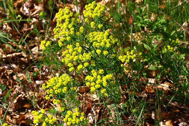 Cipresasti mleček (Euphorbia cyparissias)