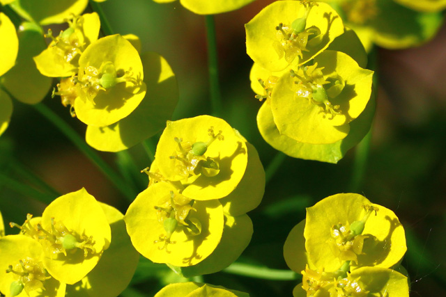 Cipresasti mleček (Euphorbia cyparissias)