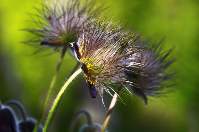 Navadni kosmatinec (Pulsatilla nigricans)