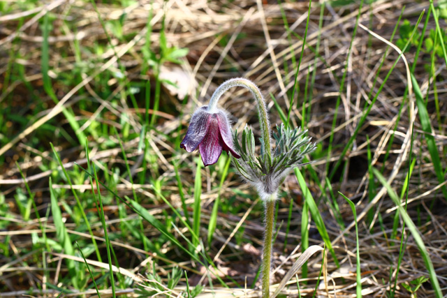 Navadni kosmatinec (Pulsatilla nigricans)
