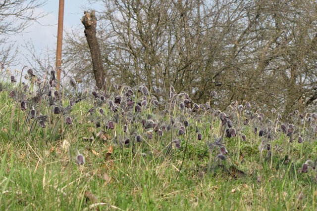Navadni kosmatinec (Pulsatilla nigricans)