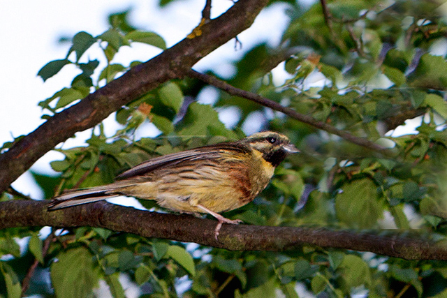 Plotni strnad (Emberiza cirlus)
