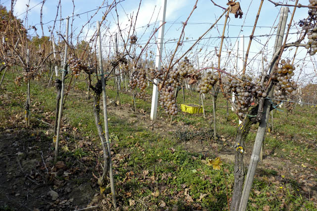 Novembrska trgatev za žlahtno kapljico