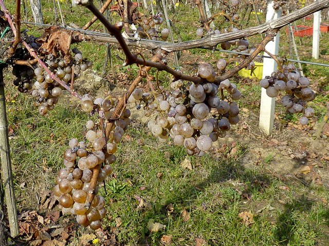 Novembrska trgatev za žlahtno kapljico