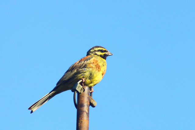 Plotni strnad (Emberiza cirlus)
