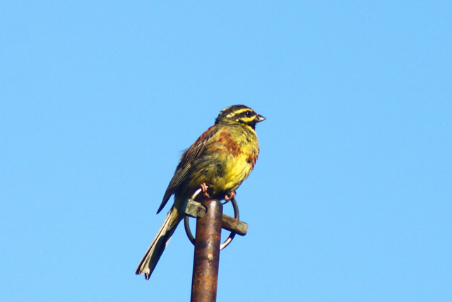 Plotni strnad (Emberiza cirlus)