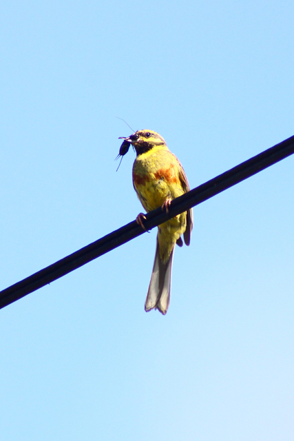 Plotni strnad (Emberiza cirlus)