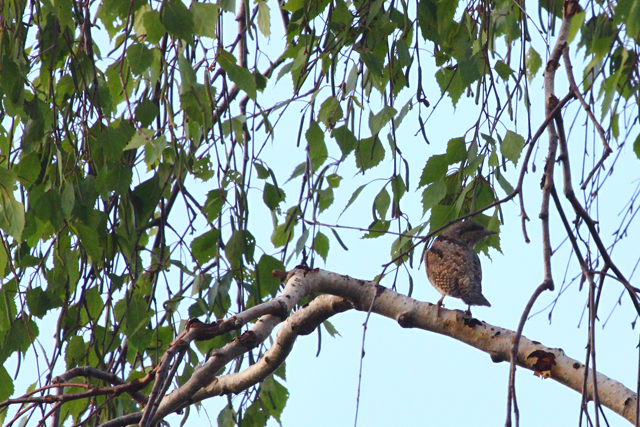 Vijeglavka (Jinx torquilla)
