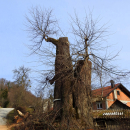 Sanacija lipe v Bizeljski vasi Sanacija lipe v Bizeljski vasi (3)