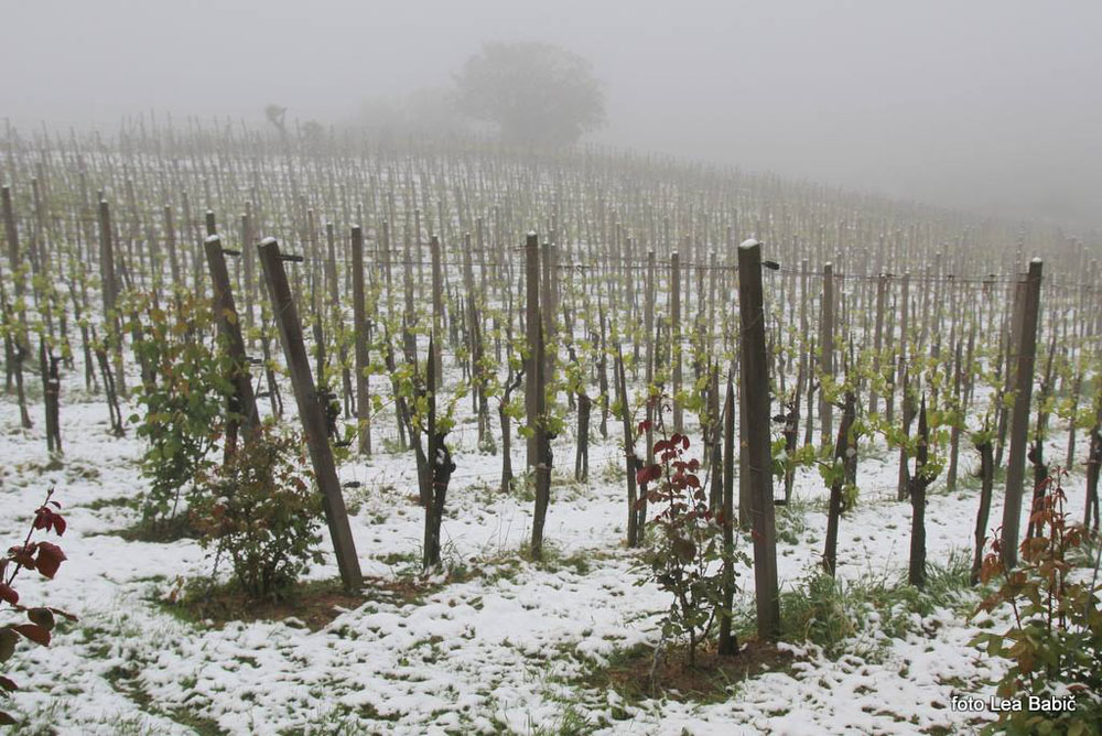 Aprilski sneg med bizeljskimi vinogradi (1)