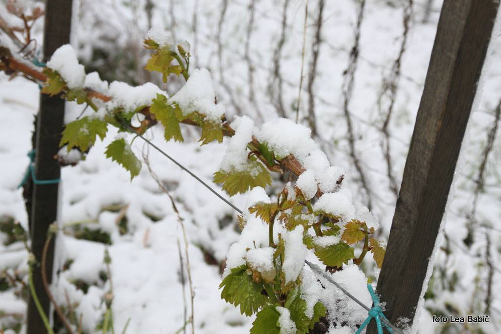 Aprilski sneg med bizeljskimi vinogradi (26)