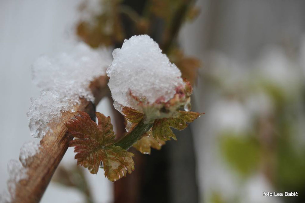 Aprilski sneg med bizeljskimi vinogradi (28)