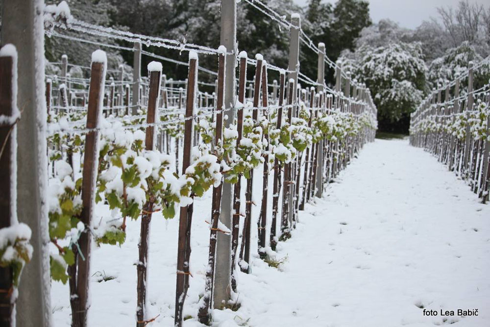 Aprilski sneg med bizeljskimi vinogradi (37)