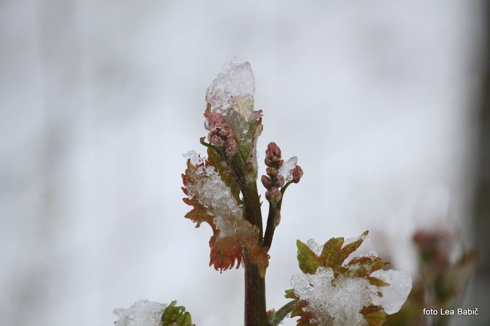Aprilski sneg med bizeljskimi vinogradi (39)