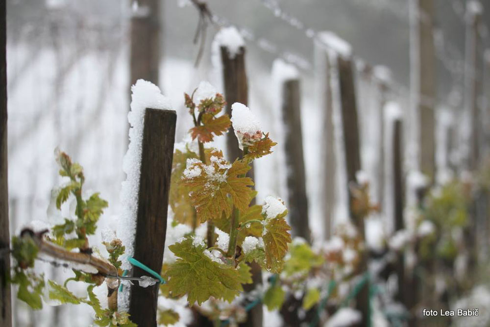 Aprilski sneg med bizeljskimi vinogradi (47)