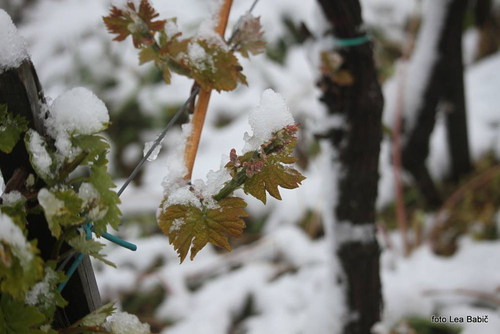 Aprilski sneg med bizeljskimi vinogradi (52)