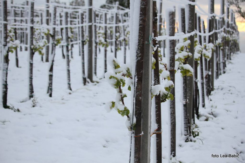 Aprilski sneg med bizeljskimi vinogradi (53)