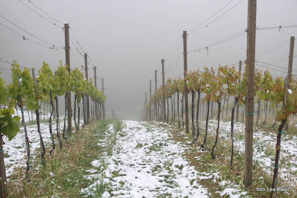 Aprilski sneg med bizeljskimi vinogradi (55)