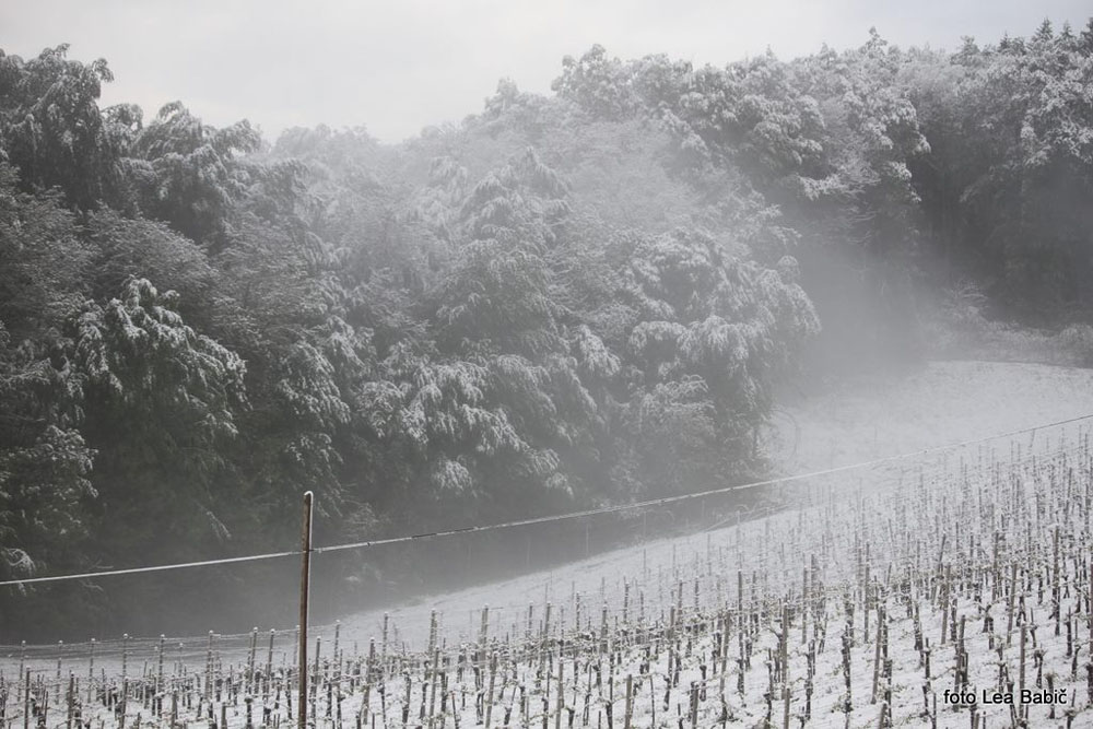 Aprilski sneg med bizeljskimi vinogradi (8)