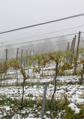 Aprilski sneg med bizeljskimi vinogradi (12)
