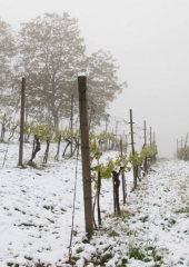 Aprilski sneg med bizeljskimi vinogradi (14)