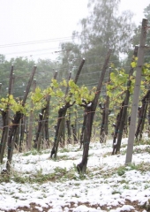Aprilski sneg med bizeljskimi vinogradi (19)
