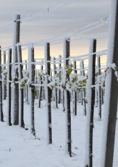 Aprilski sneg med bizeljskimi vinogradi (27)