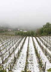 Aprilski sneg med bizeljskimi vinogradi (34)