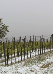 Aprilski sneg med bizeljskimi vinogradi (35)