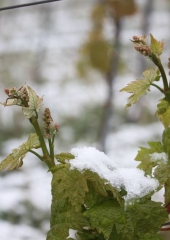 Aprilski sneg med bizeljskimi vinogradi (4)