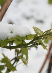 Aprilski sneg med bizeljskimi vinogradi (40)