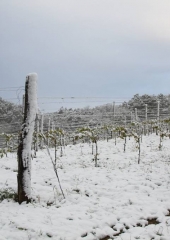 Aprilski sneg med bizeljskimi vinogradi (42)