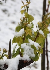 Aprilski sneg med bizeljskimi vinogradi (6)