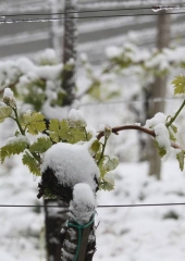 Aprilski sneg med bizeljskimi vinogradi (7)